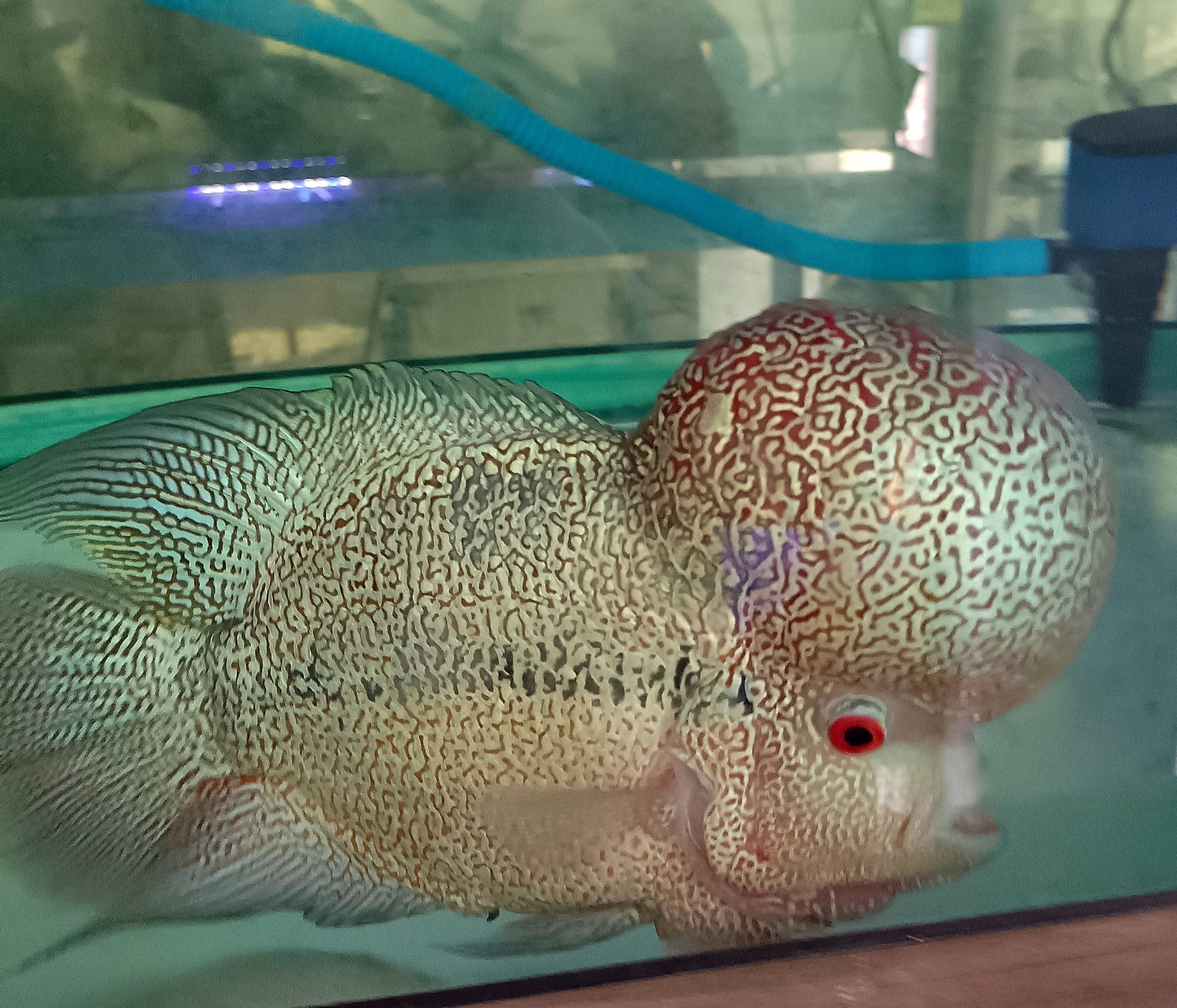 Flowerhorn indo cencu