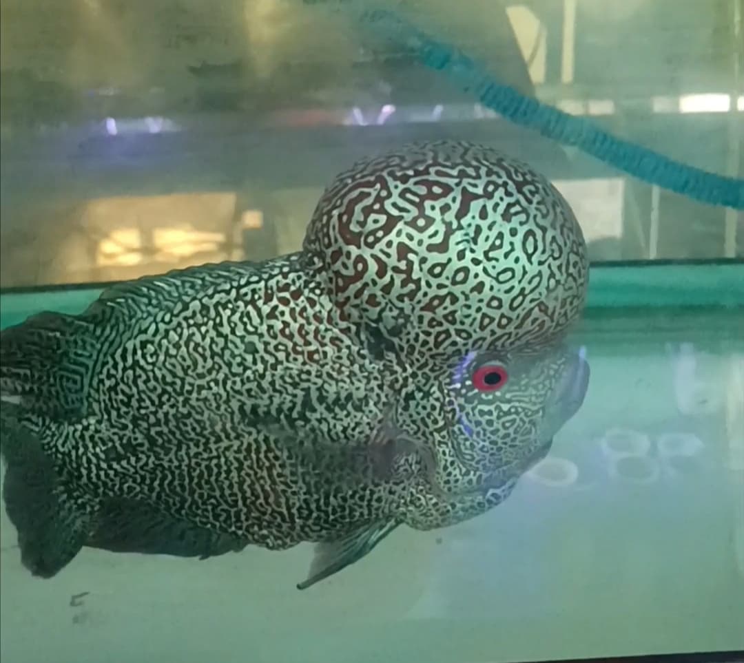 Flowerhorn indo cencu