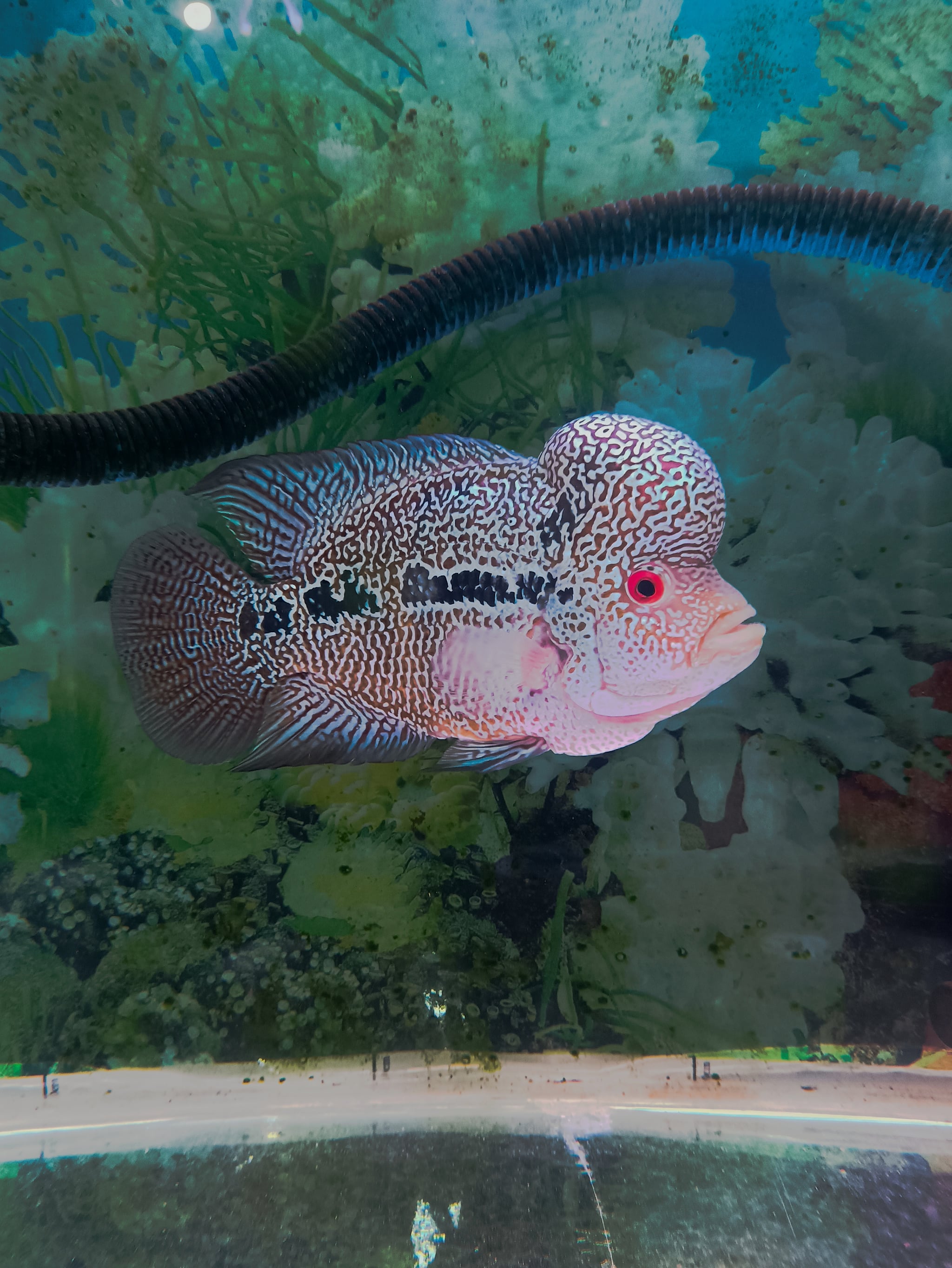 Flowerhorn indo cencu