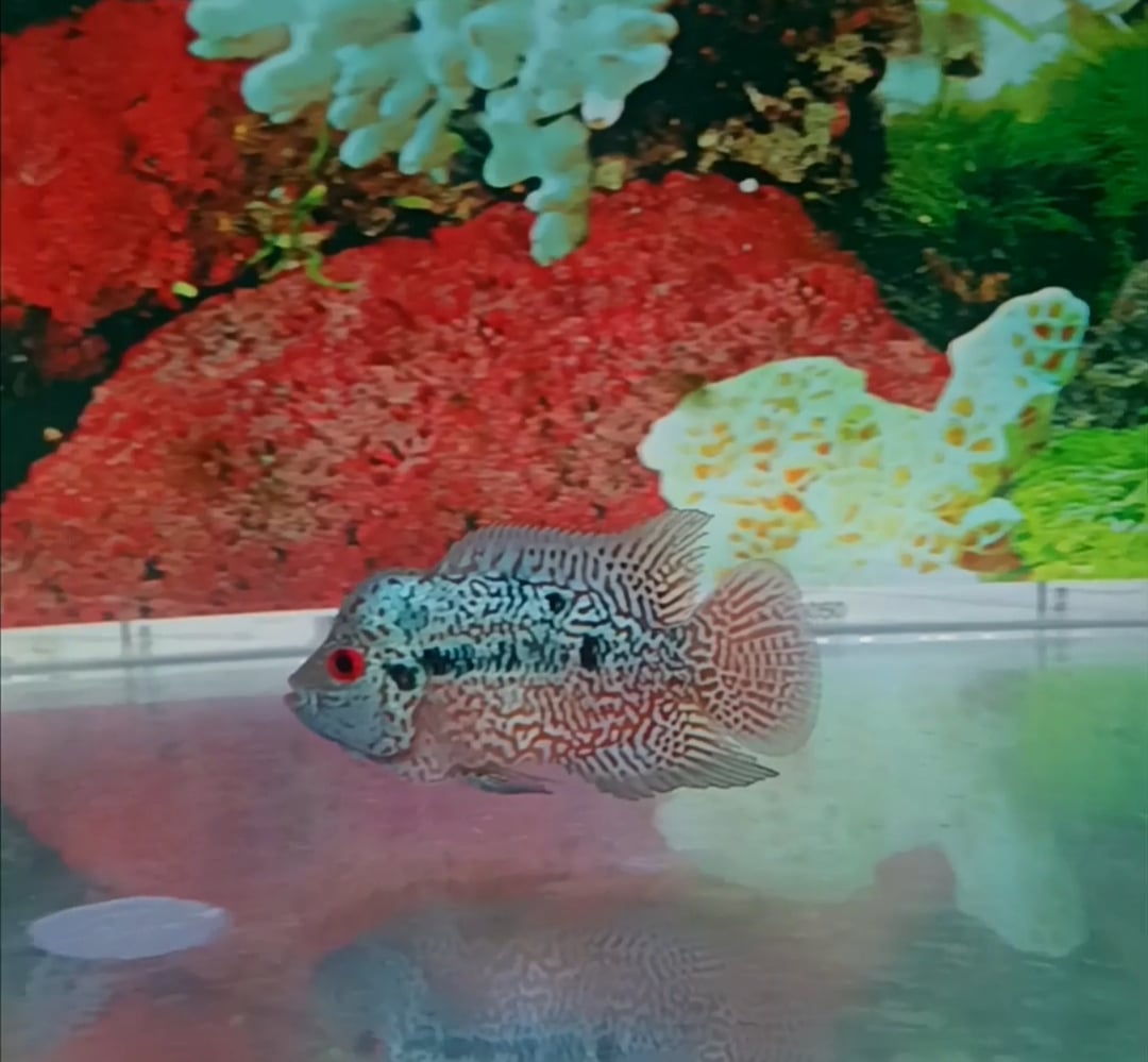 Flowerhorn indo cencu