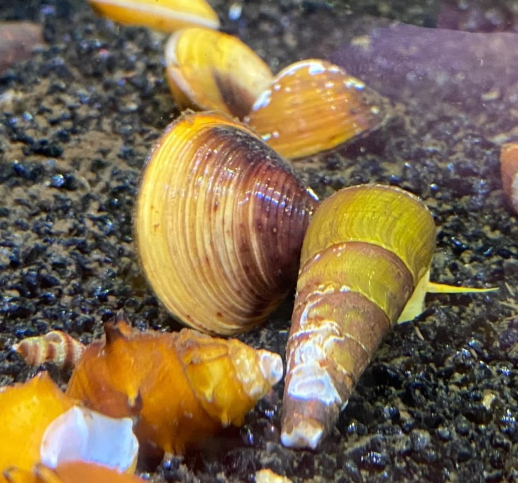 Freshwater clams