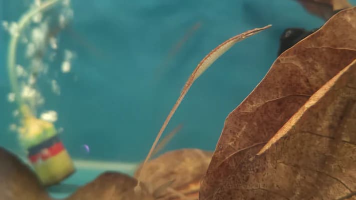 Freshwater pipefish 5-6cm