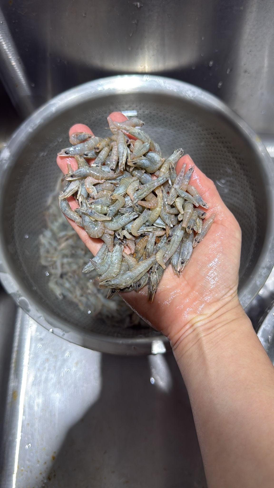 Frozen Premium River Shrimp