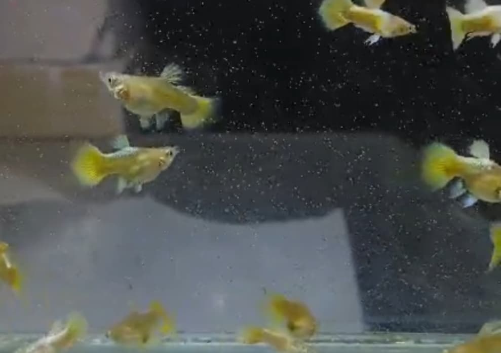 Full gold short body