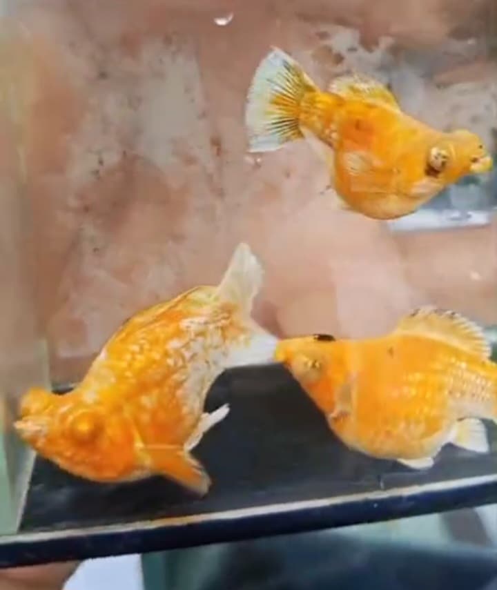 Full mask gold eye ballon