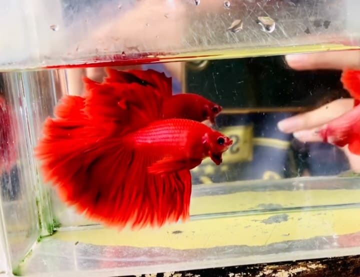 Fulmoon super red pair