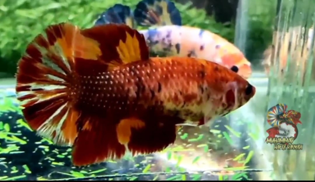 GIANT FEMALE MULTI COPPER VARIANT