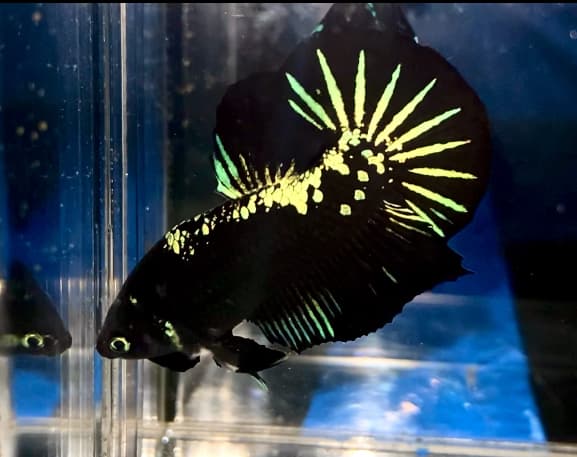 GREEN MAMBA STAR TAILS NO RED