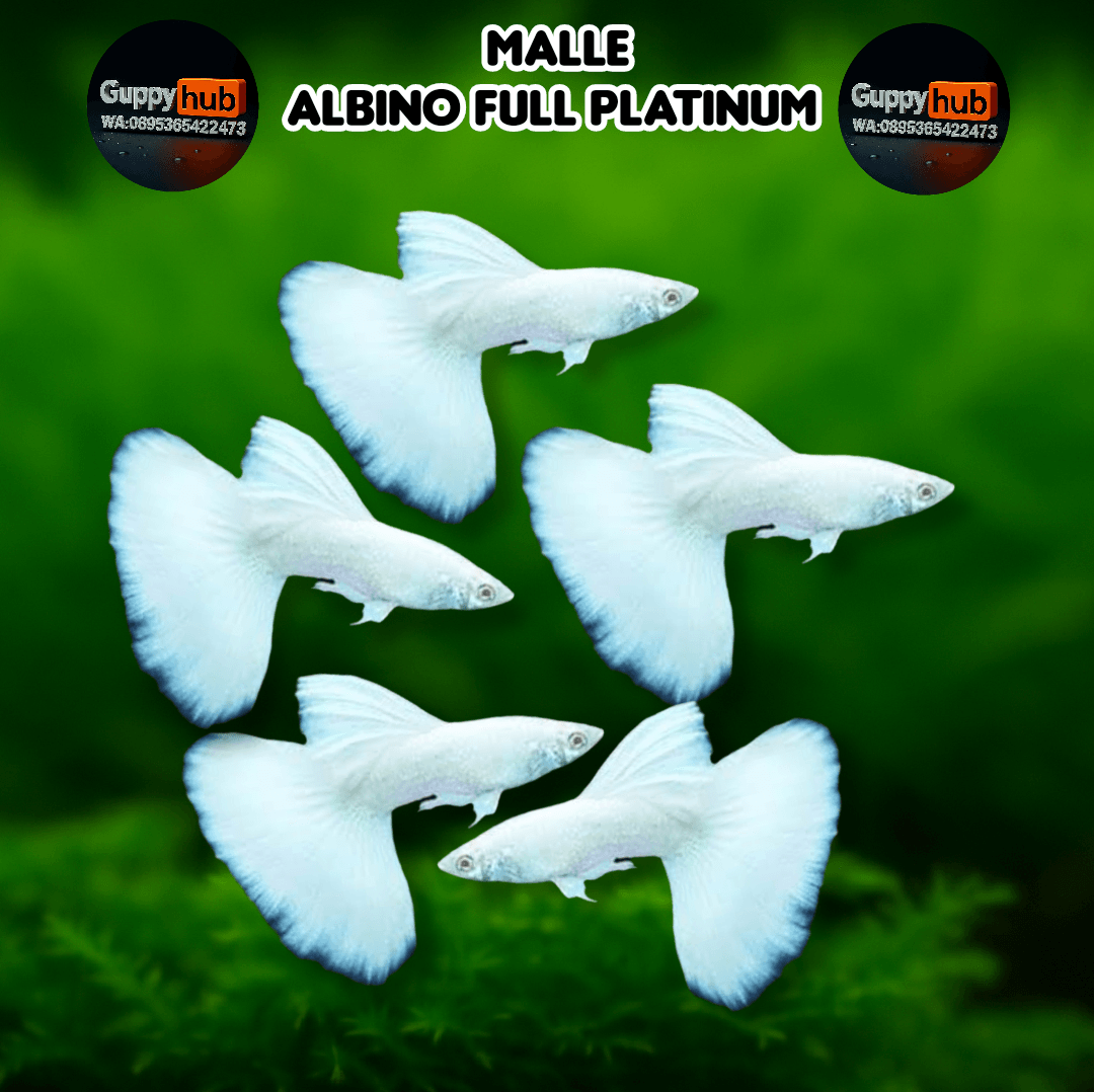 GUPPY ALBINO FULL PLATINUM