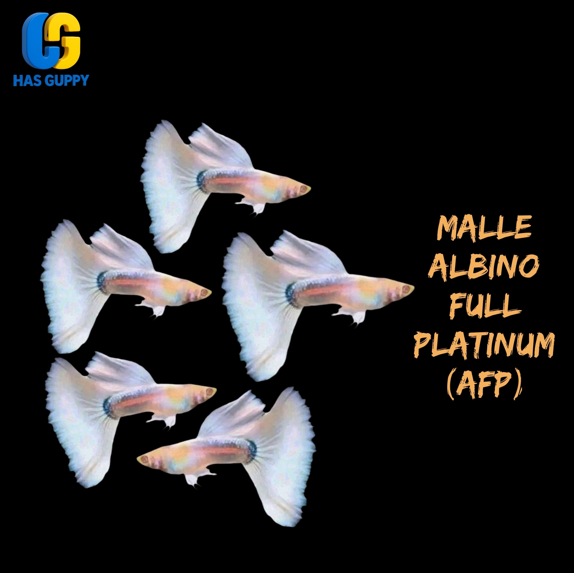 GUPPY ALBINO FULL PLATINUM