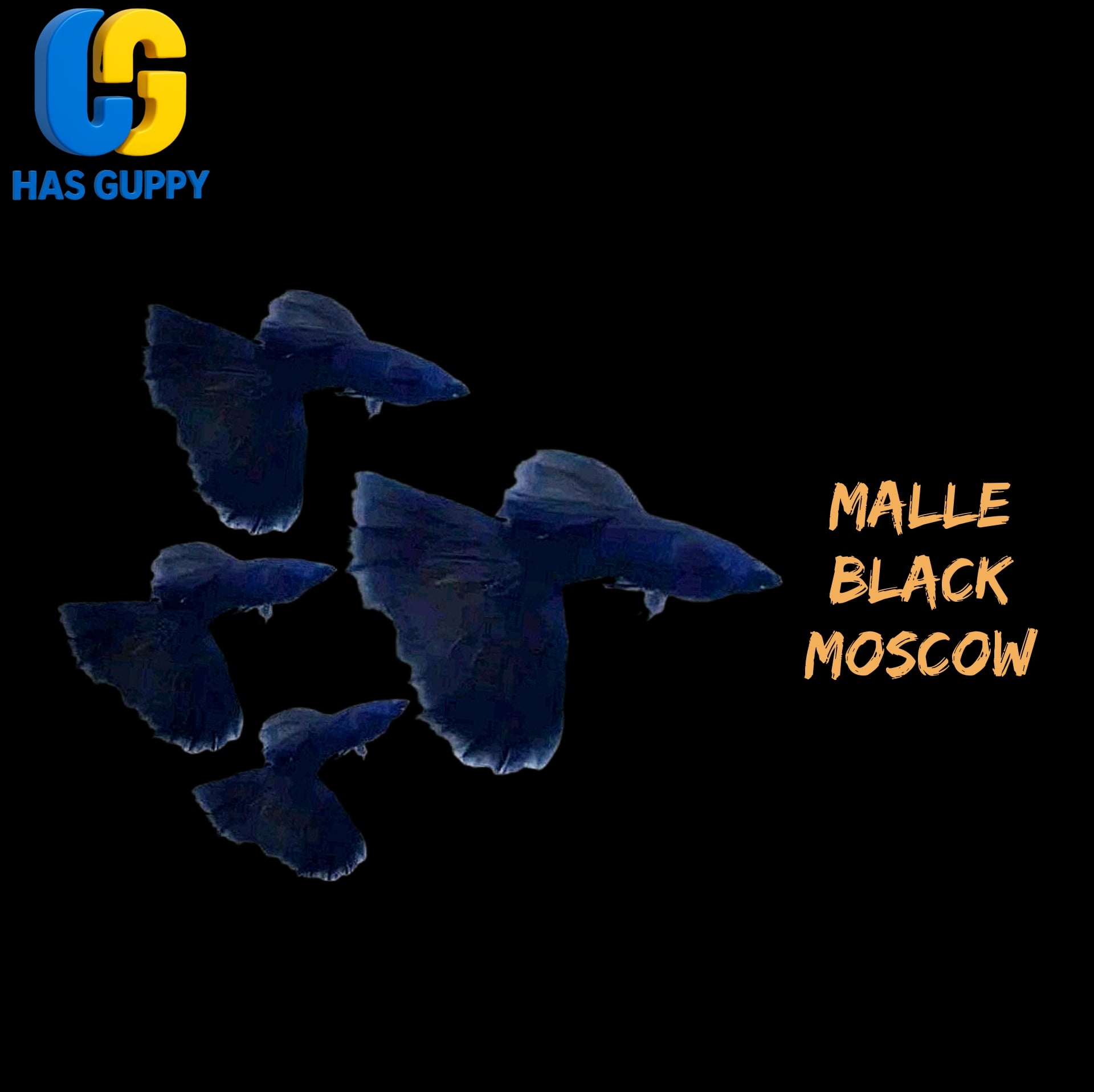 GUPPY BLACK MOSKOW 1PAIR