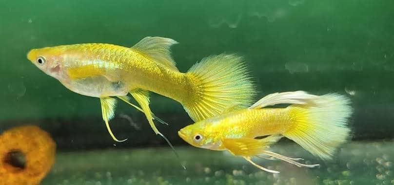 GUPPY FULL GOLD RIBBON LONG EAR