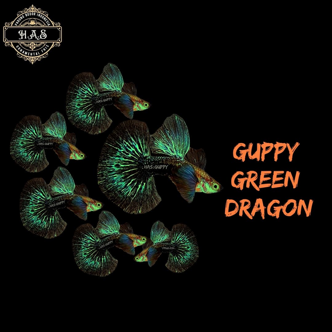 GUPPY GREEN DRAGON 1PAIR / 1MALE 1FEMALE