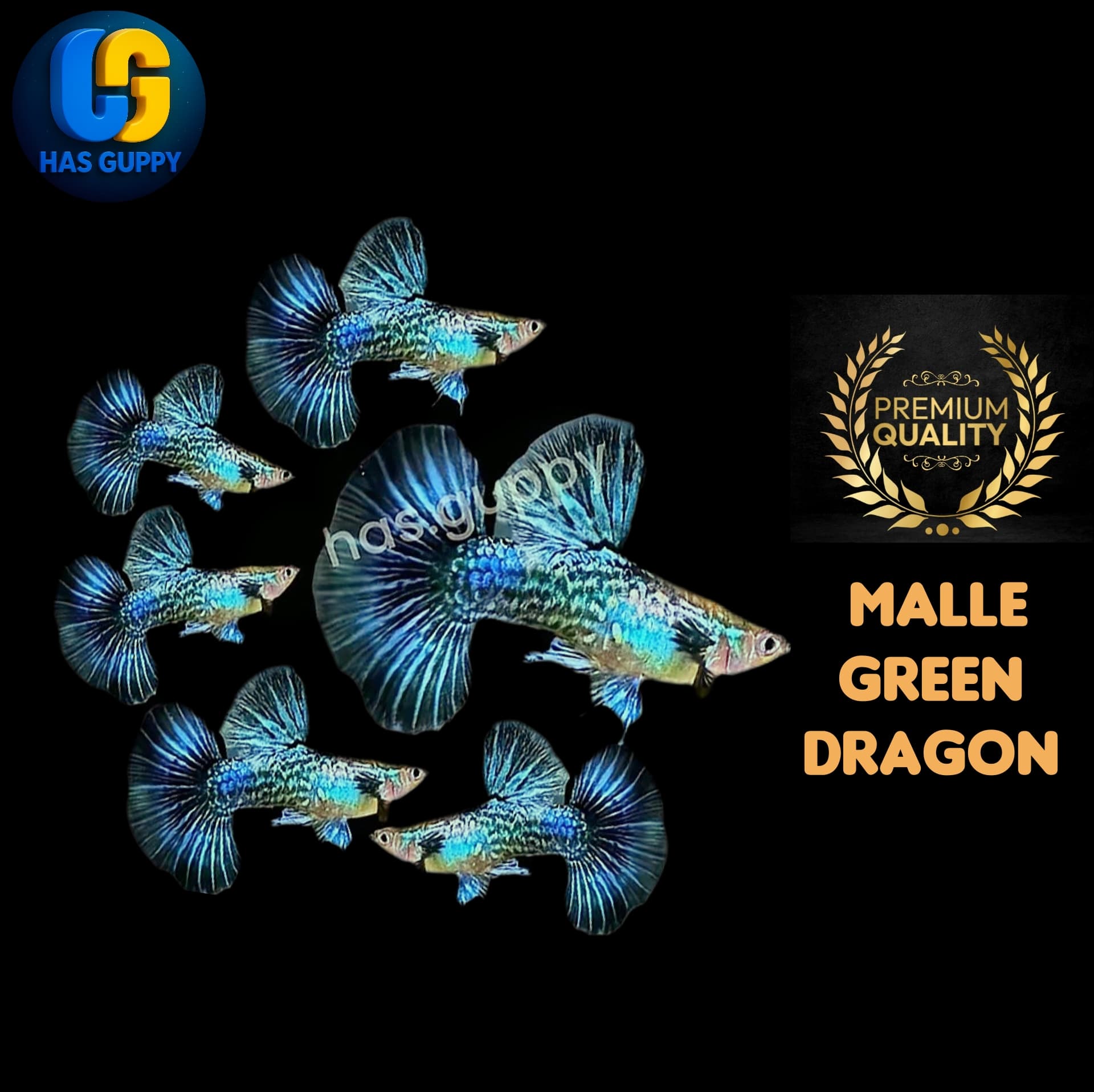 GUPPY GREEN DRAGON 1PAIR / 1MALLE + 1FEMALE