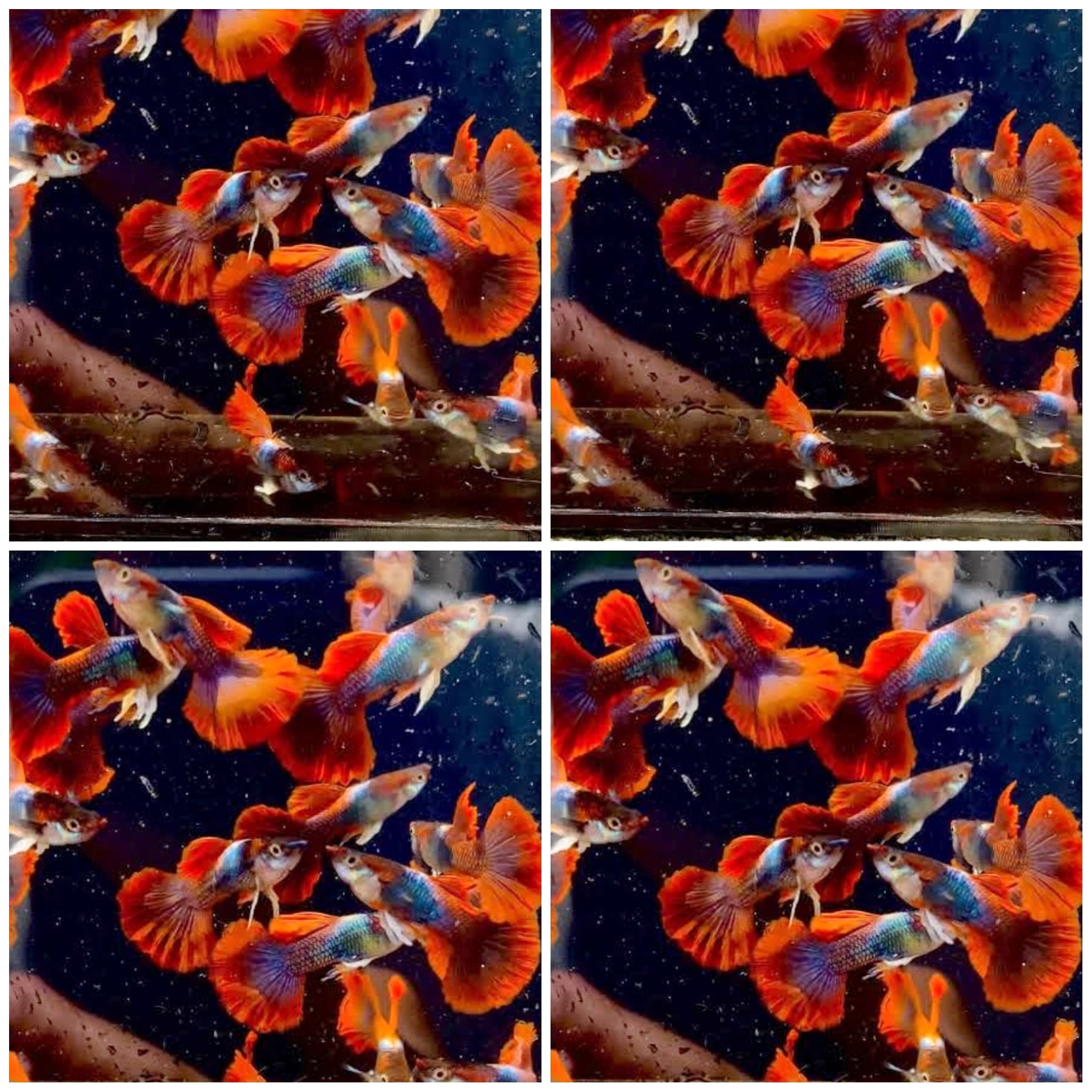 GUPPY HALF BLACK RED