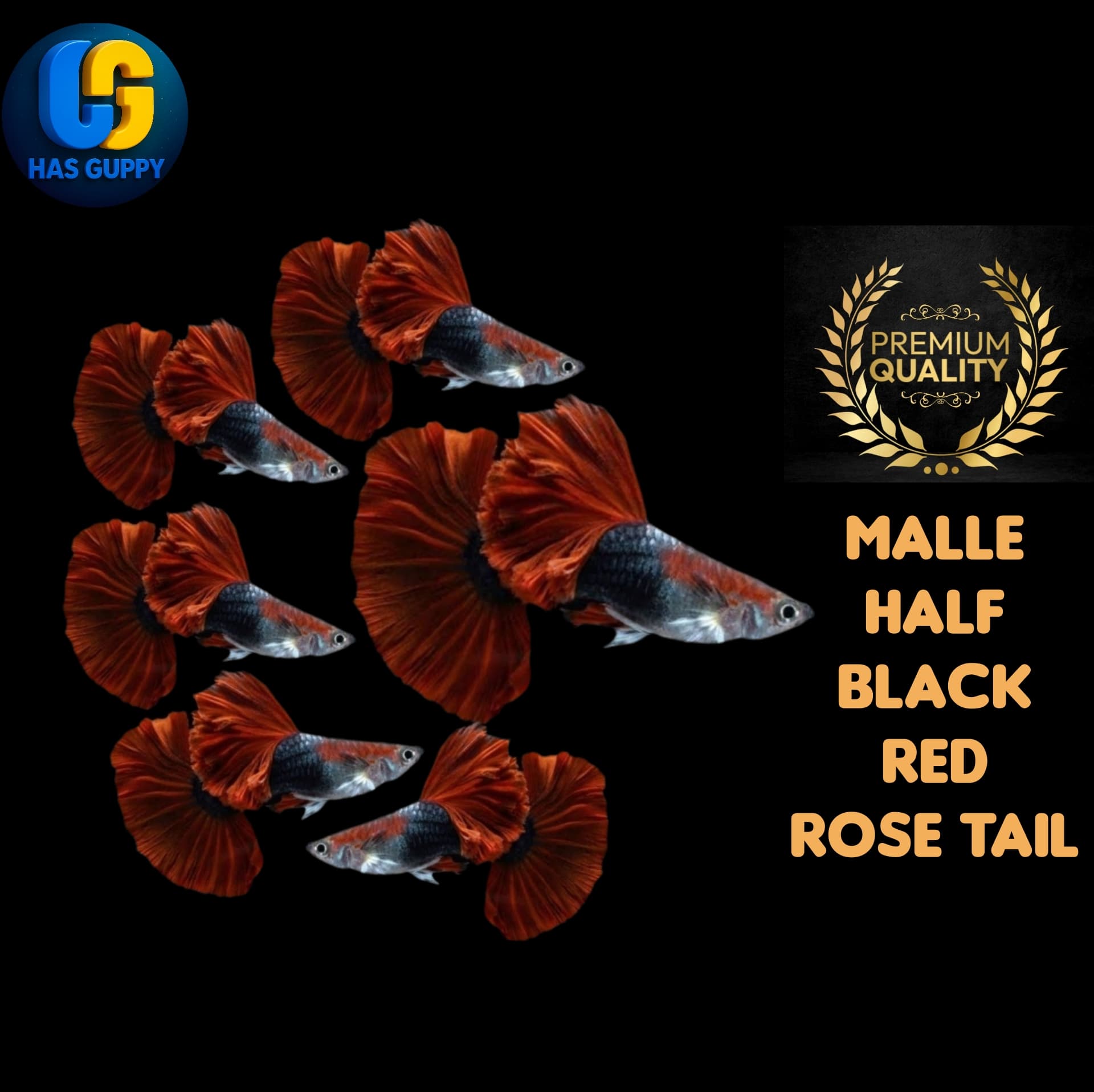 GUPPY HB RED ROSE TAIL 1PAIR / 1MALE + 1FEMALE