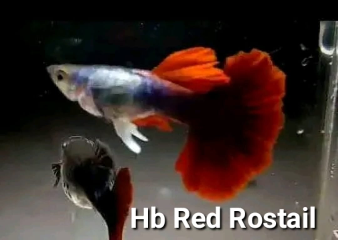 GUPPY HB RED ROSTAIL