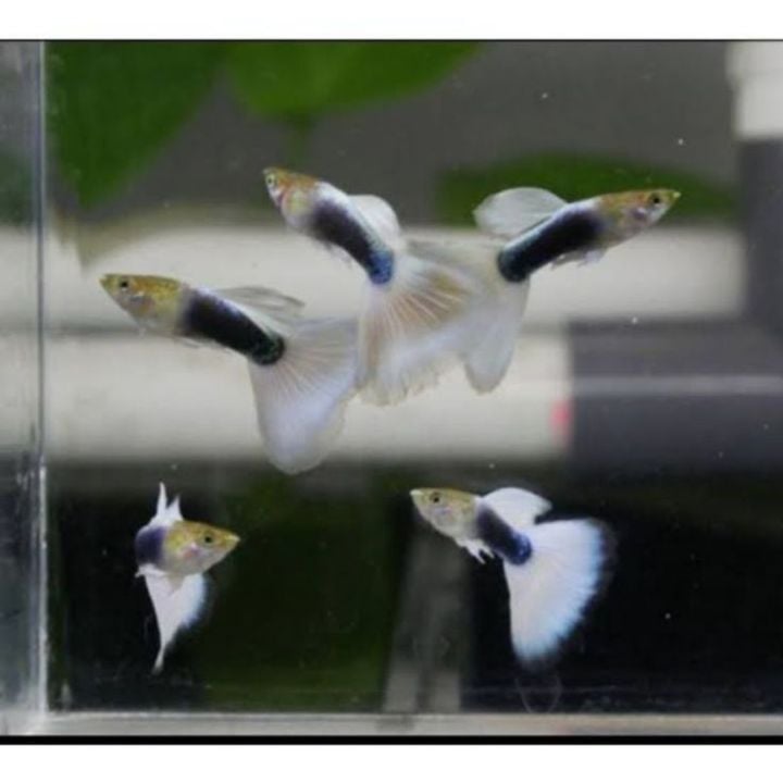 GUPPY HB WHITE