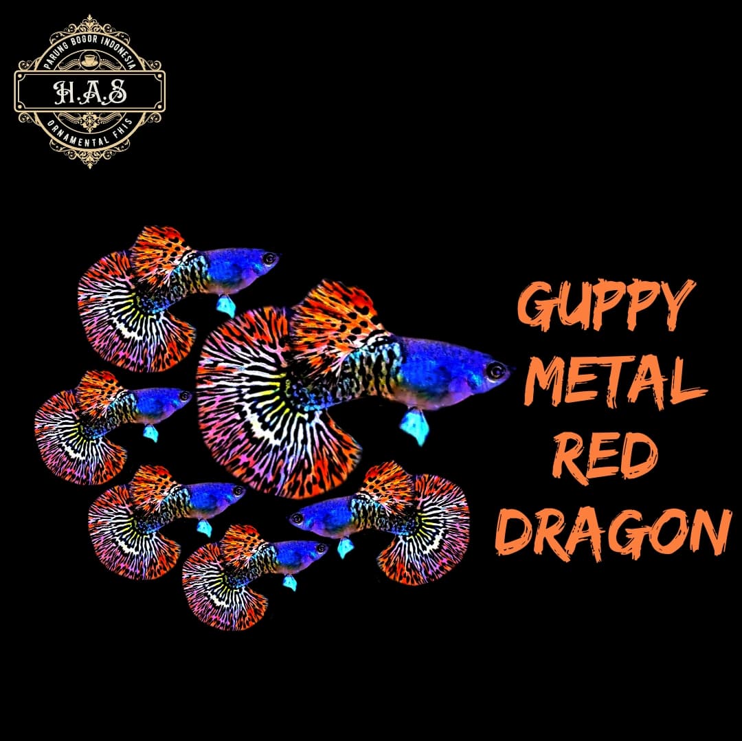 GUPPY METAL RED DRAGON 1 PAIR