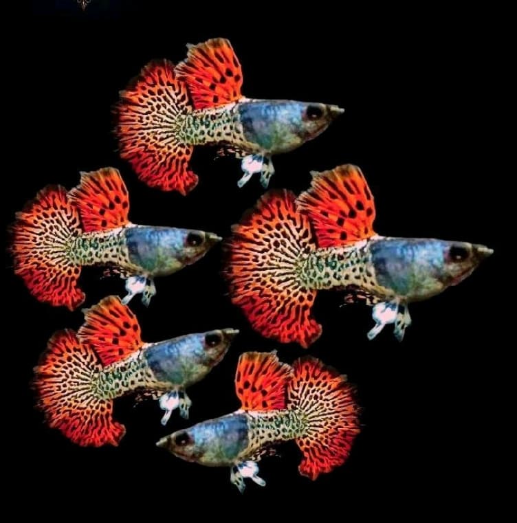 GUPPY METAL SNAKE SKIN RED TAIL