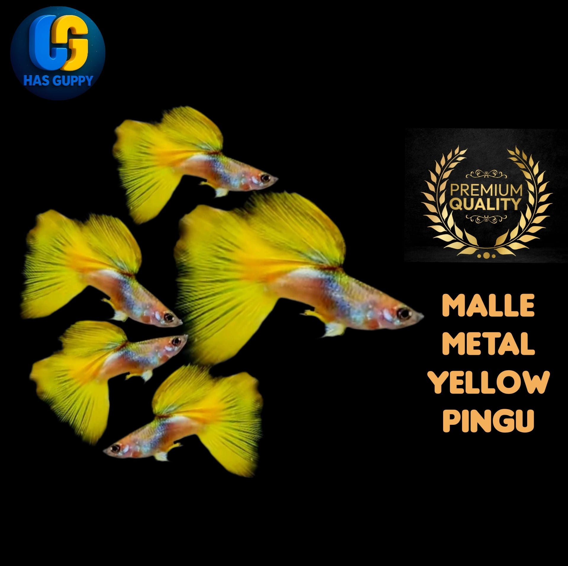 GUPPY METAL YELLOW PINGU 1PAIR / 1MALLE + 1FEMALE