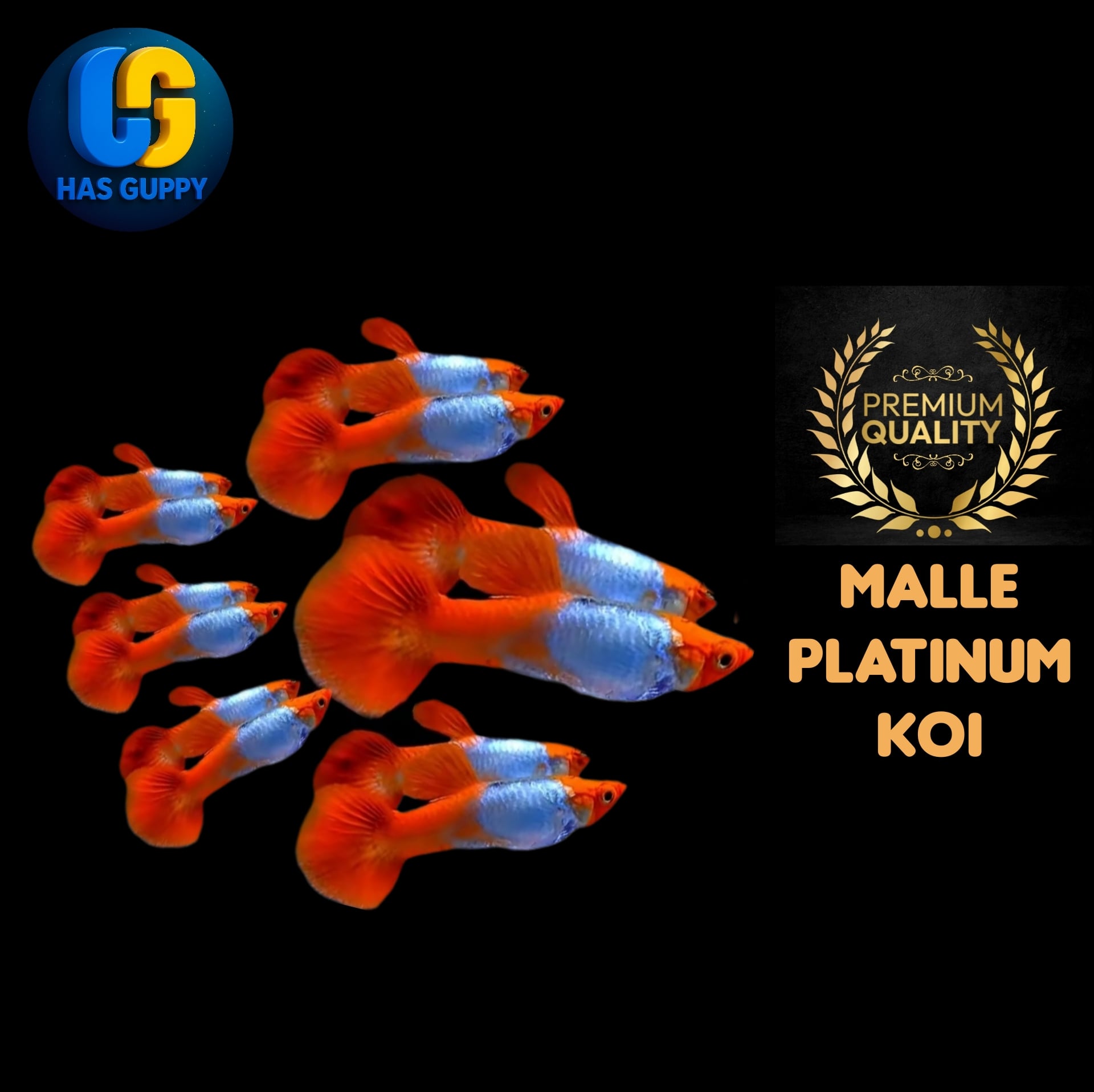 GUPPY PLATINUM KOI 1PAIR / 1MALLE + 1FEMALE