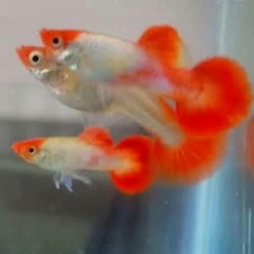 GUPPY PLATINUM KOI