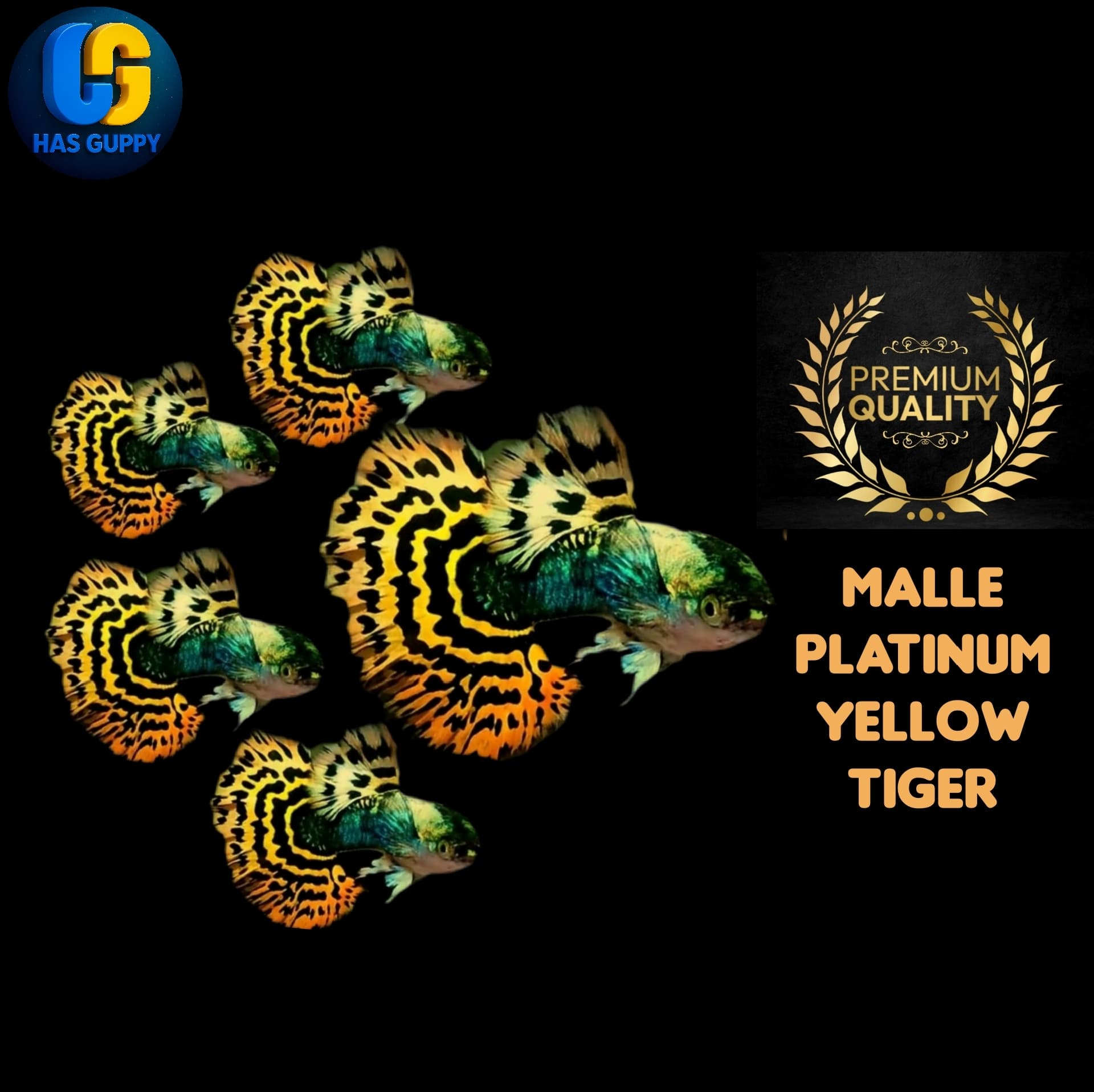 GUPPY PLATINUM YELLOW TIGER 1PAIR / 1MALE + 1FEMALE