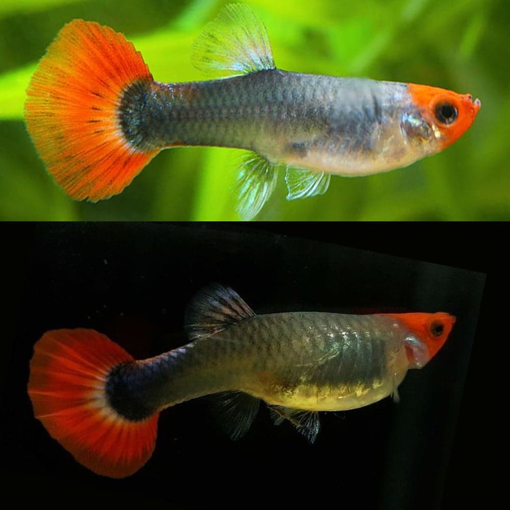 GUPPY PRTDE DARK KOI