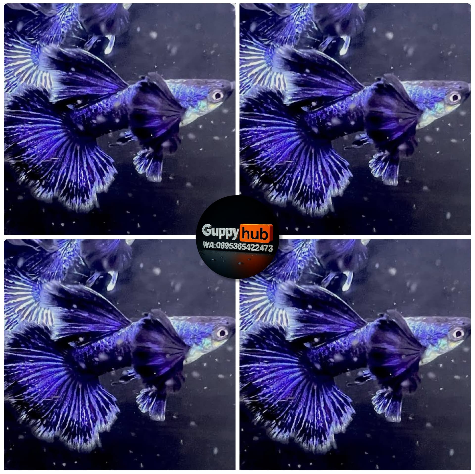 GUPPY PURPLE DRAGON DUMBO EAR