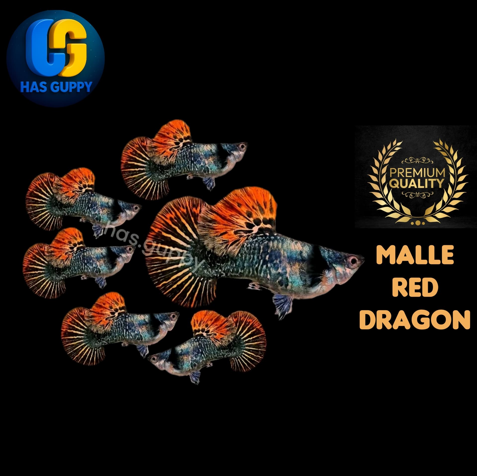 GUPPY RED DRAGON 1PAIR / 1MALLE + 1FEMALE