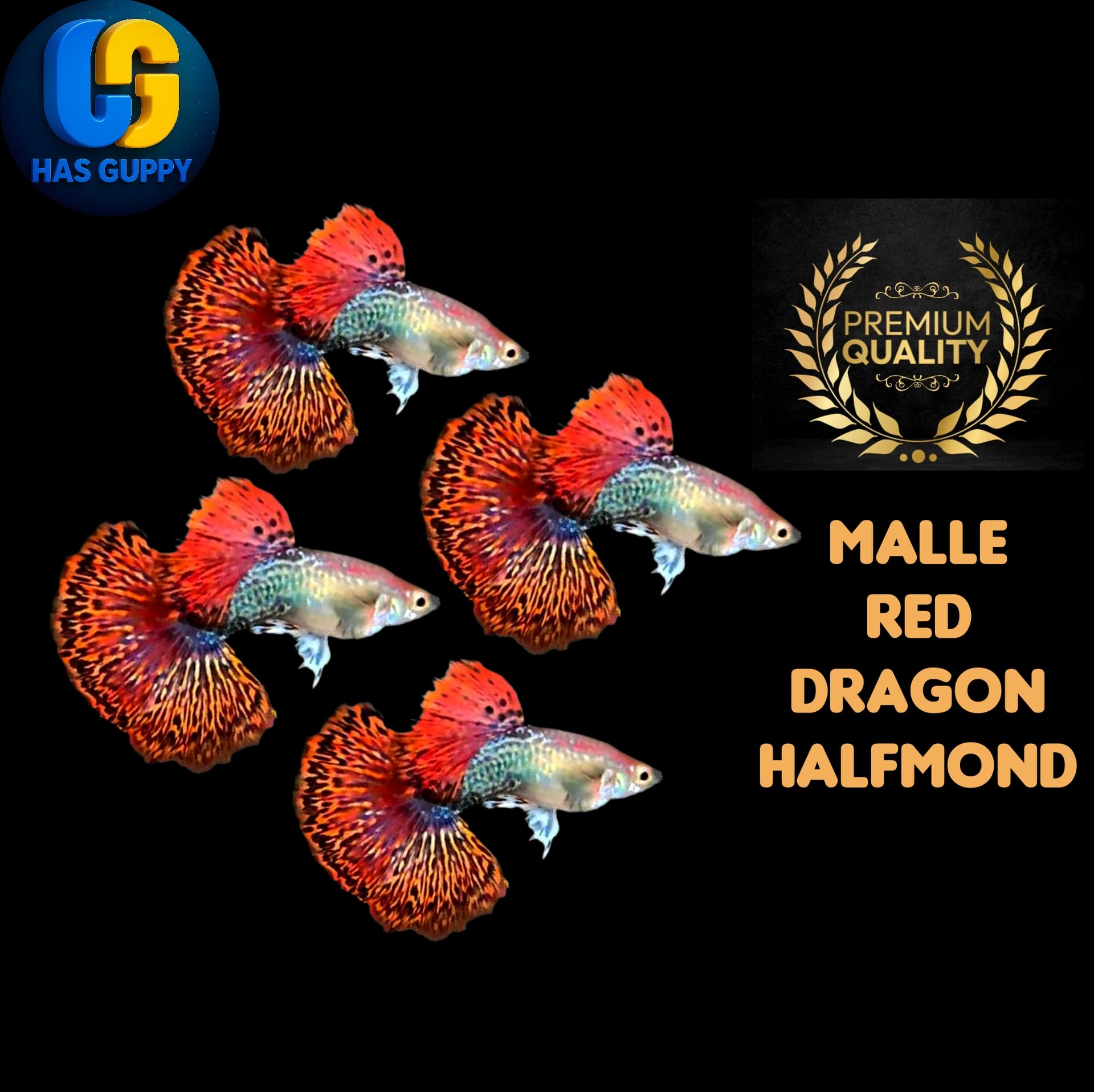 GUPPY RED DRAGON HALFMOND 1PAIR / 1MALLE + 1FEMALE