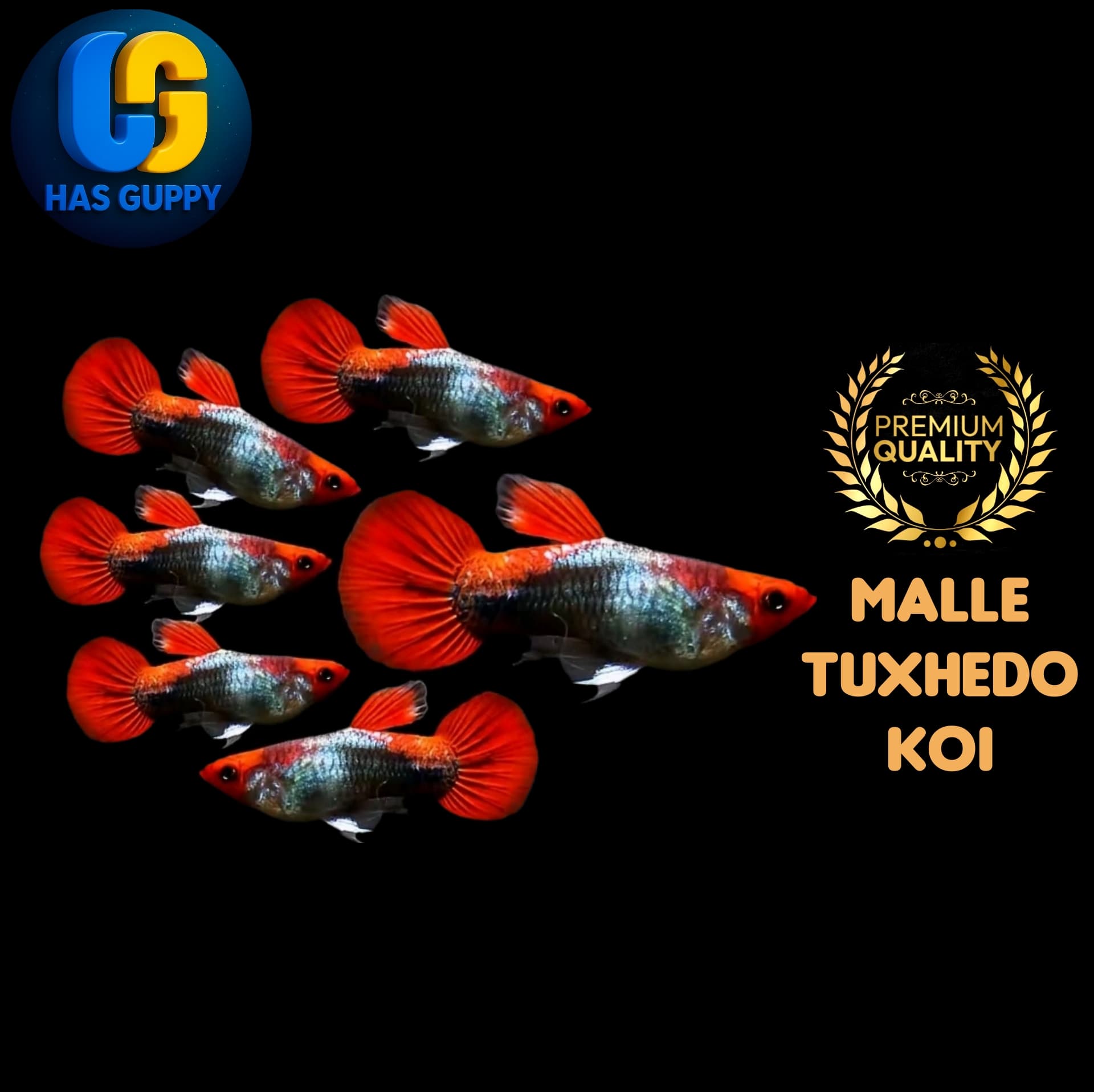 GUPPY TUXHEDO KOI 1PAIR / 1MALLE + 1FEMALE