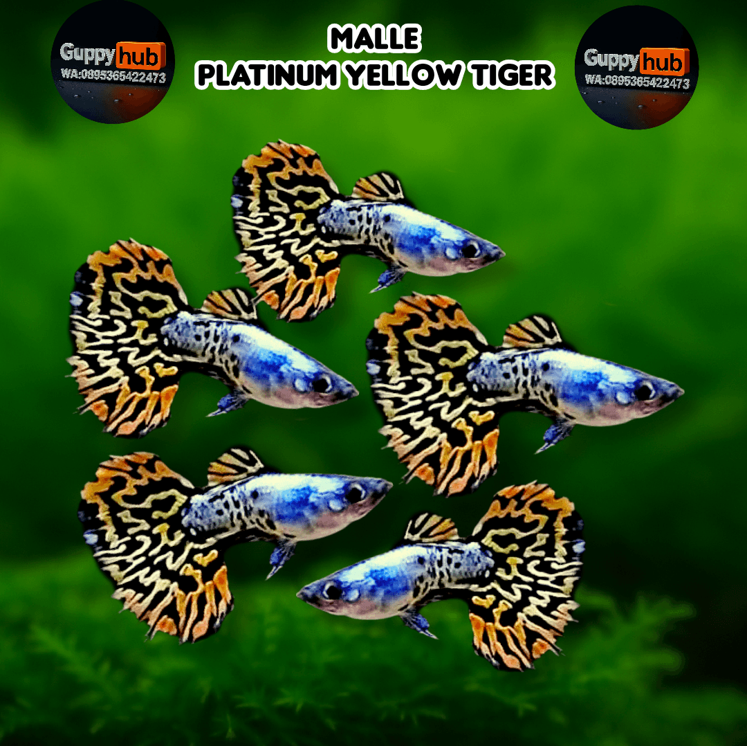 GUPPY YELLOW TIGER