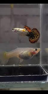 Galaxy medusa roundtail