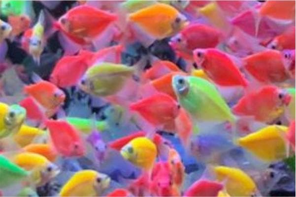 Glofish Tetra