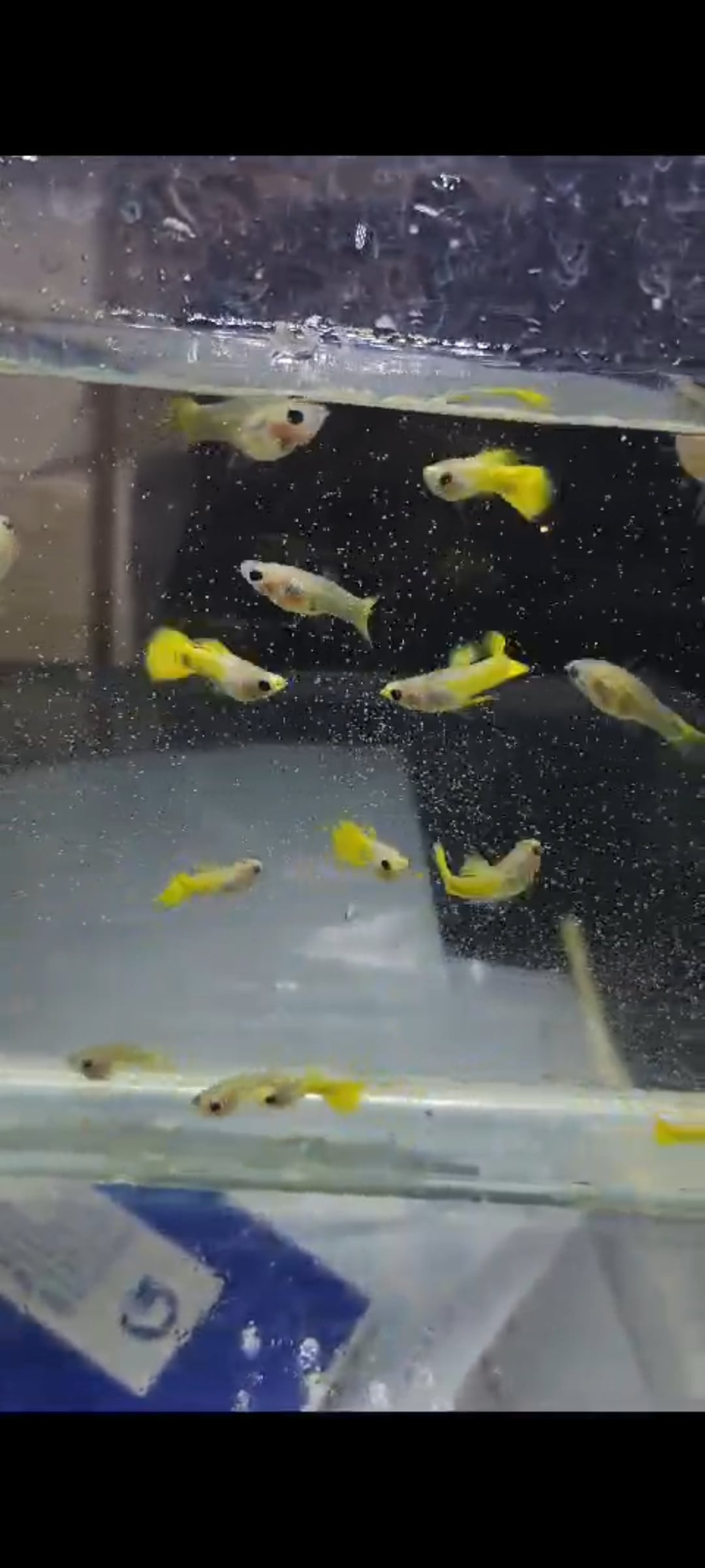 Gold koi glass belly