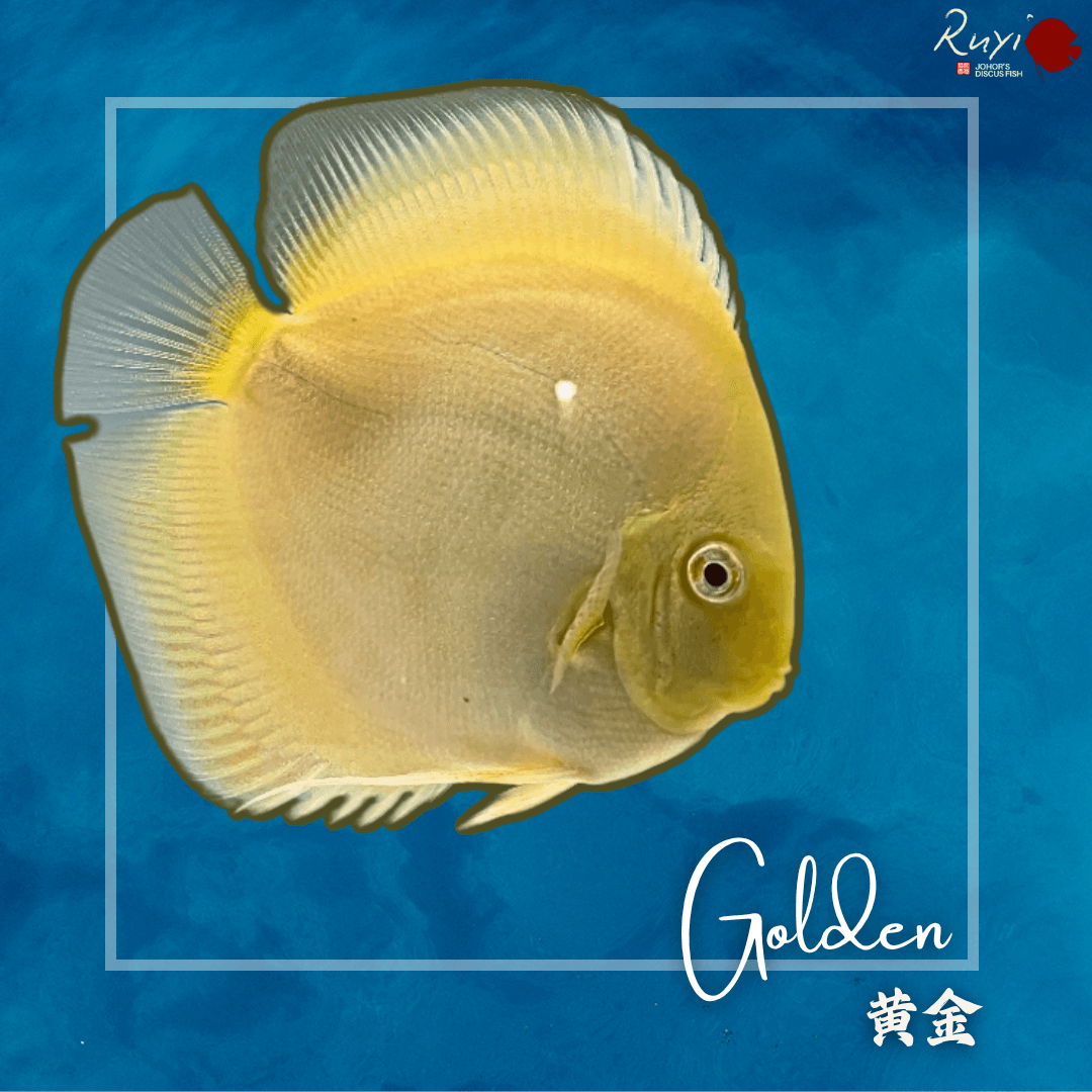 Golden 黄金 Discus