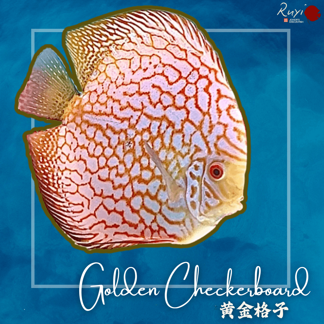 Golden Checkerboard 黄金格子棋盘 discus