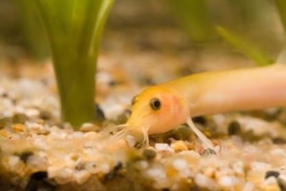 Golden Weather Loach