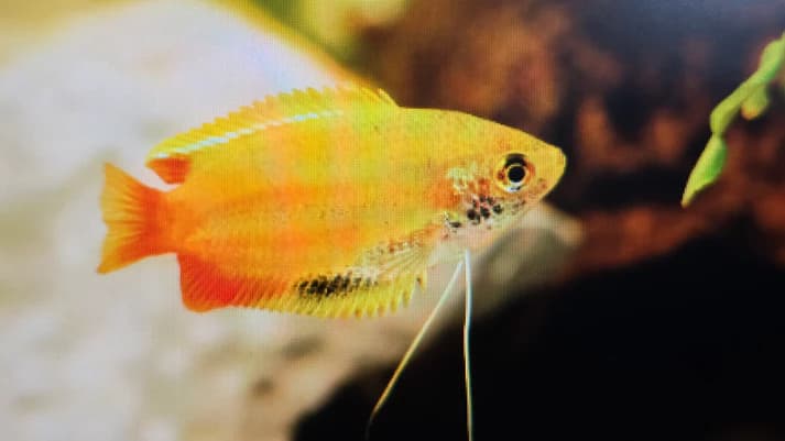 Golden honey dwarf gourami 3cm