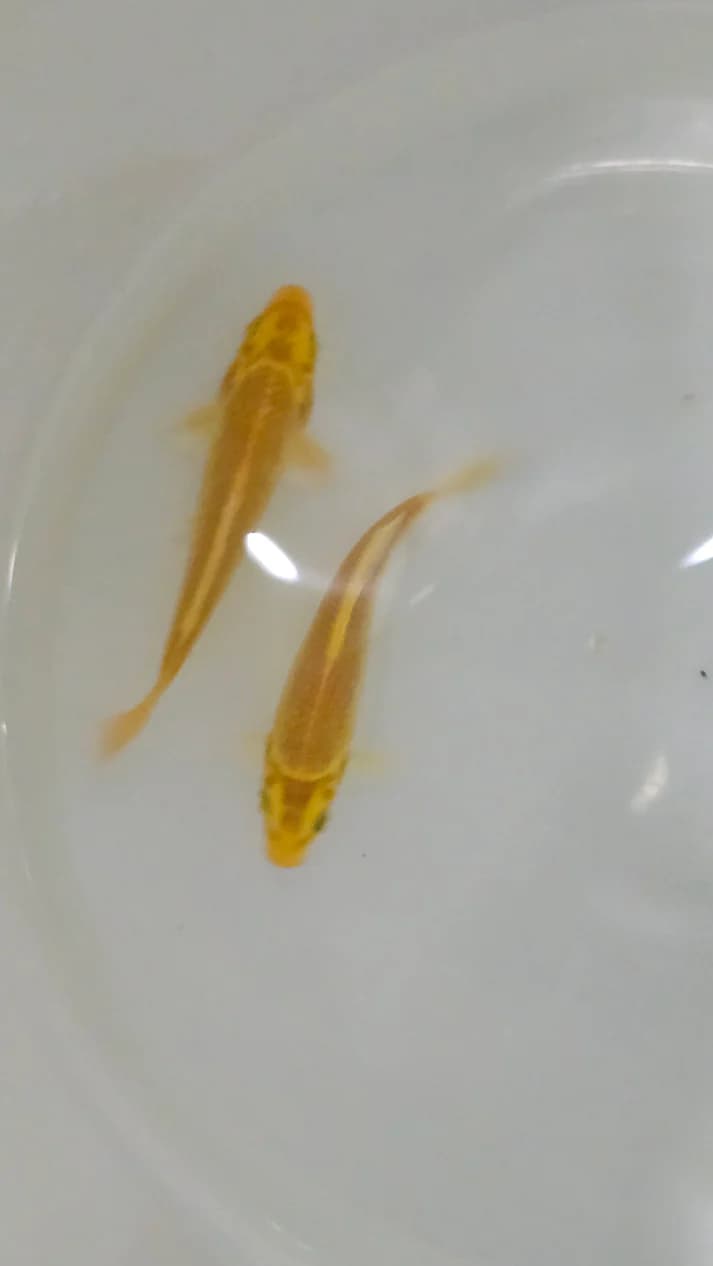 Golden koi