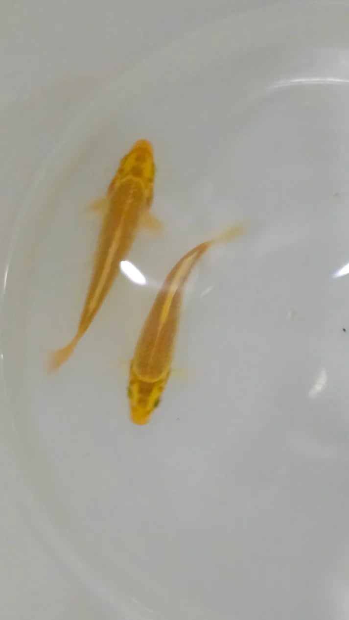 Golden koi