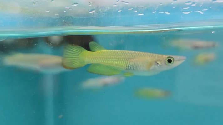 Golden panchax 2.5-3cm