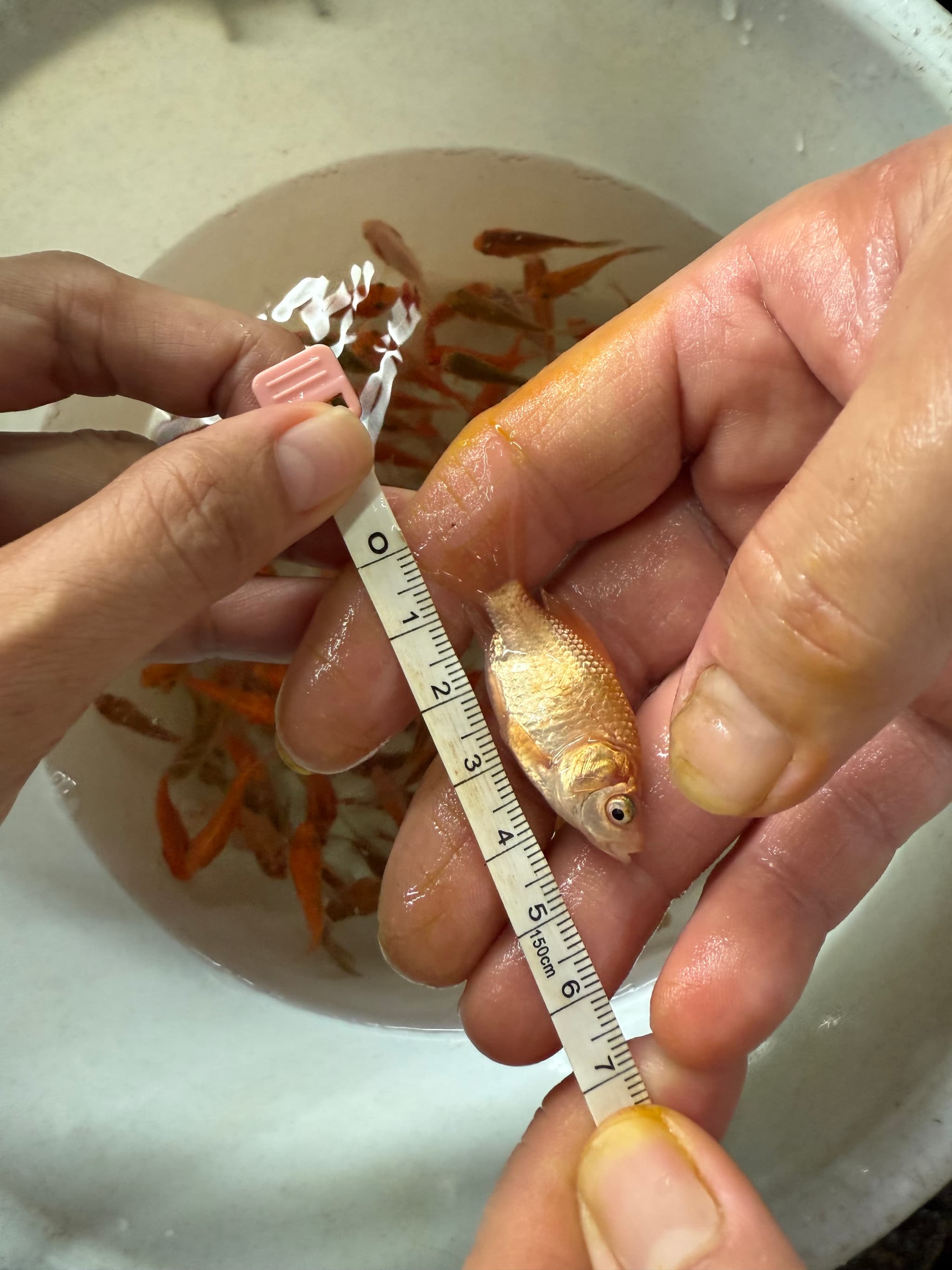 Goldfish comet shubunkin suban feeders