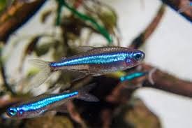 Green Neon Tetra
