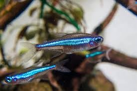 Green Neon Tetra