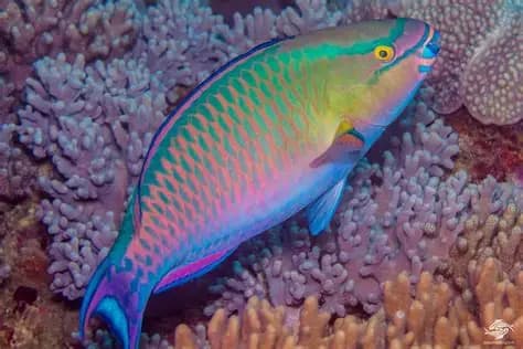 Green Parrot Fish