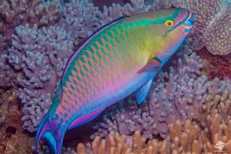 Green Parrot Fish