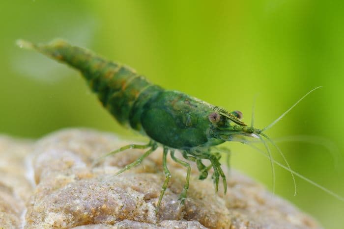 Green Shrimp